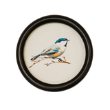 Gray Songbird Framed Art
