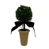 Boxwood Tree in Terra-cotta Pot with Navy Velvet Bow