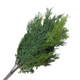 17" Verdant Cedar Bush